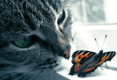 Кошка, бабочка