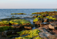море, камни, водоросли