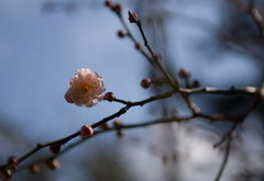 сакура, цветок, ветвь, весна, япония