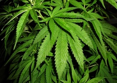 конопля, Cannabis