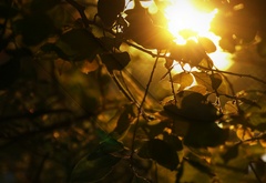 небо, солнце, свет, листья, ветки, дерево, крона