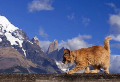 кошка, забор, небо, горы
