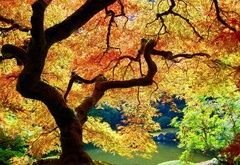 дерево, осень, краски, ветви, листья