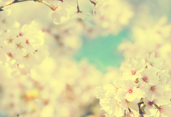 весна, цветки, вишня, сакура