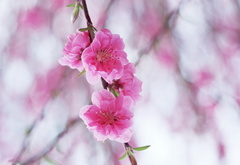 япония, сакура, цветы, весна