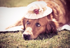 собака, шляпка, цветочки, печаль, грусть