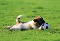 собака, трава, мяч