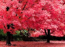 деревья, осень, цвет