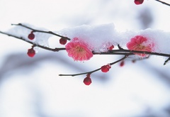 япония, сакура, ветвь, снег, весна