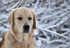 зима, природа, лес, снег, пес, собака, голова, снежинки, морда, порода, ретривер, нос, глаза