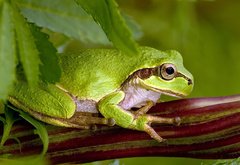 , , green, frog