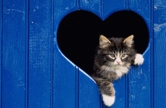кошка, сердечка, голубой фон