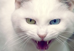 кот, кошка, котэ, пасть, зубы, язык, глаза, разноцветные, усы, клыки, нос