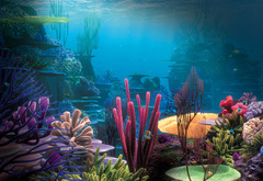 кораллы, водоросли, океан, подводный мир