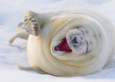 тюлень, снег, смех, радость