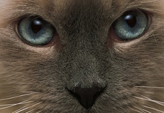 кошка, глаза, нос