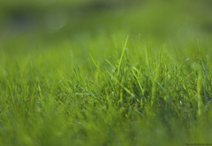 трава, зелень, размытость