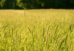 лужайка, трава, зелень, поляна