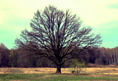 Дерево, Жизнь, Лес