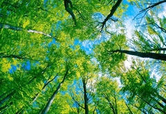 лес, стволы, деревья, листья, крона, небо, голубое, вид