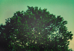 Дерево, gaia, небо, зеленые листья