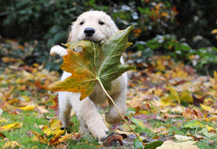 собака, листок, осень, шенок
