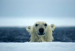 белый медведь, полярный медведь, мокрый, вода, капли, снег, океан