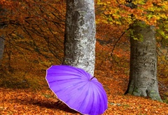 осень, дерево, зонтик, цвет, сиреневый