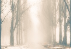 деревья, дорога, туман, снег