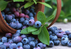 fruits, blueberry, , 