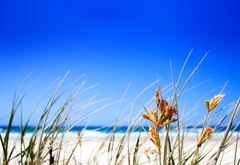 пляж, трава, песок, небо, лето