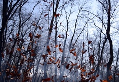 деревья, листья, осень, дым