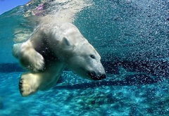 белый медведь, вода, под водой