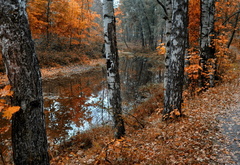 осень, берёзы, пруд, парк, природа, листья