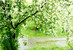 яблоня, весна, дождь, лужи