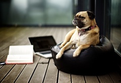 Собака, сидит, ноутбук