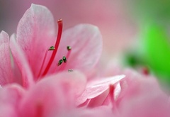 цветок, розовый, лепестки, макро