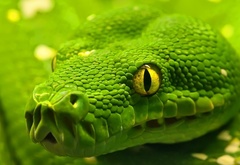 Змея, зеленая, анаконда, рептилия, глаз