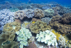 коралл, океан, подводный мир