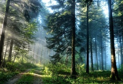 лес, дорога, свет