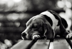 собака, пес, друг, грусть, мордочка, нос, лежит, скамейка, фото, черное, белое