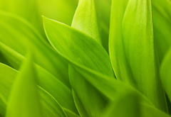 макро обои, зелень, зелёный, green macro wallpapers, листья, стебельки, листки, красивые фоновые обои