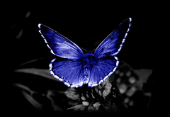 бабочка, крылья, черно-белое