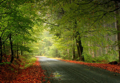 осень, дорога, листва, лес