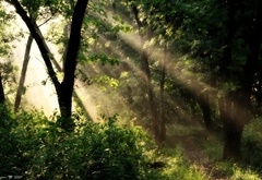 лес, солнце, лучи, свет, природа