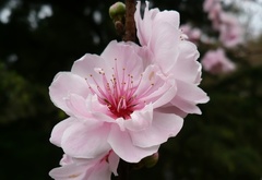цветок, розовый, вишня