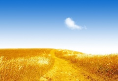 золотое поле, пшеница, дорога, небо, облако