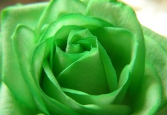 rose, green, flower, beautiful nature wallpapers, , , , , 
