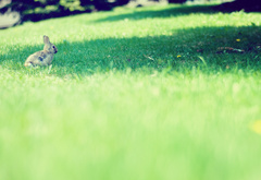 кролик, трава, поляна