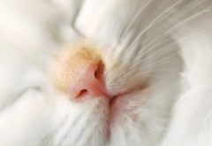 кошка, белая, морда, нос, усы, краный план